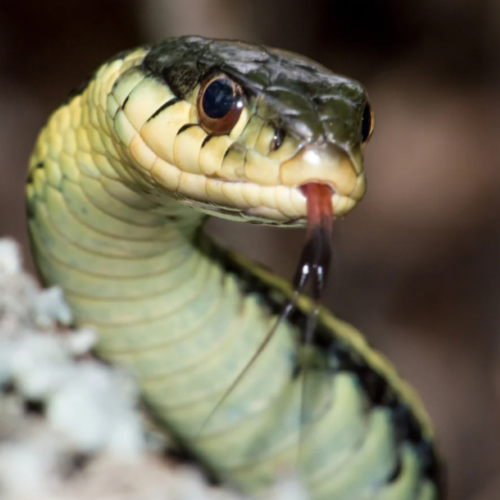 Event image Sciensational Sssnakes at the Owen Sound and North Grey Union Public Library